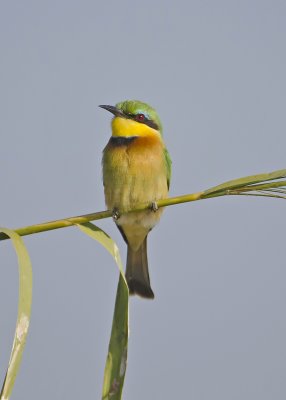 Little Bee-eater-Chilwero