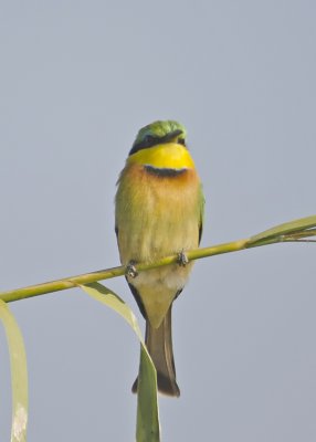 Little Bee-eater-Chilwero