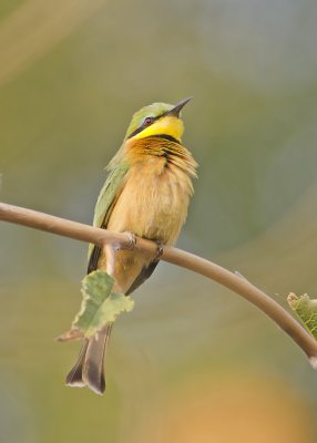 Little Bee-eater-Kings Pool