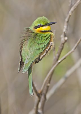 Little Bee-eater-Kings Pool