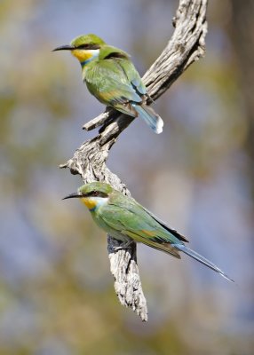 Swallow-tailed Bee-eater-Kings Pool