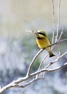 Little Bee-eater-Mombo