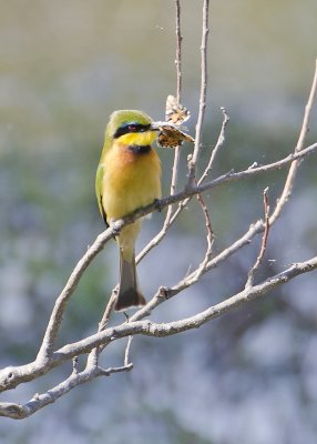 Little Bee-eater-Mombo