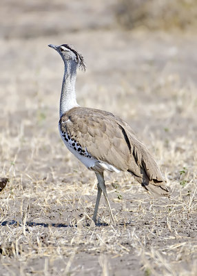 bustard