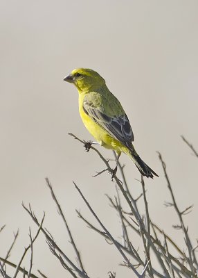 Yellow Canary-Kulala