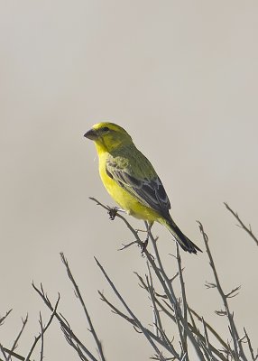 Yellow Canary-Kulala