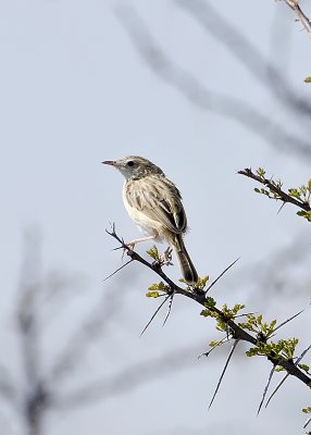 Desert Cisticula-Ongava