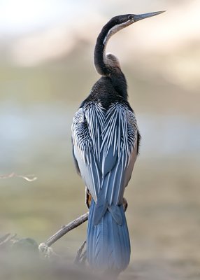 African Darter Anhinga-Chobe River