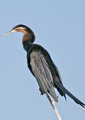 African Darter Anhinga-Chobe River