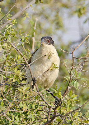 Coppery-tailed Coucal-Kings Pool