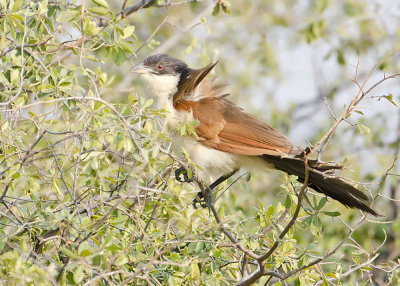 Coppery-tailed Couca-Kings Pool