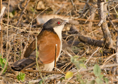 Senegal Coucal-Kings Pool