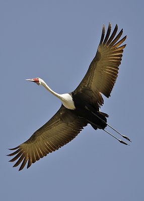 Wattled Crane-Vumbura