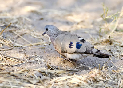 Blue-spotted Wood-dove-Kings Pool