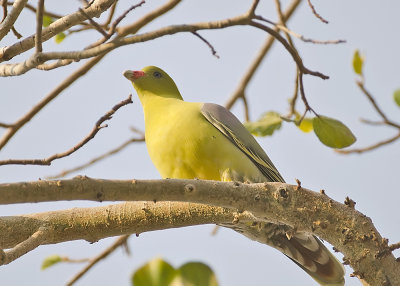 African Green Pigeon-Kings Pool