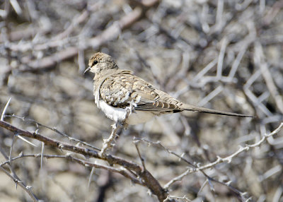 Namaqua Dove(F)-Ongava