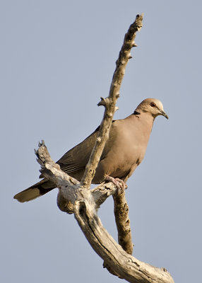 Red-eyed Dove-Vumbura