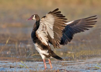 Spur-winged Goose-Chobe River