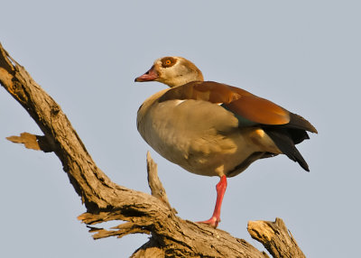 Egyptian Goose-Chilwero