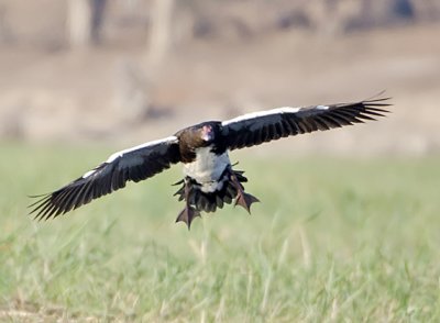 Spur-winged Goose-Chilwero