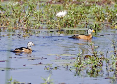 African Pygmy Goose-Mombo