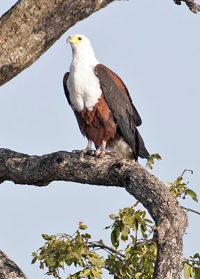 Fish Eagle-Chobe River