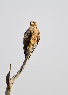 Tawny Eagle-Chilwero