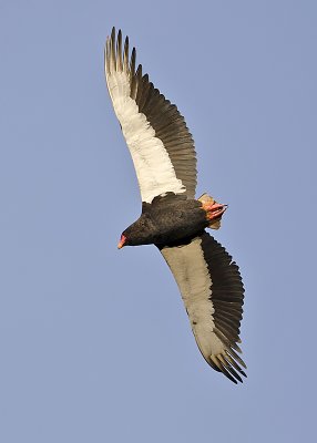 Bateleur Eagle-Kings Pool