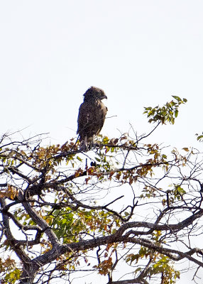 Snake Eagle-Vumbura