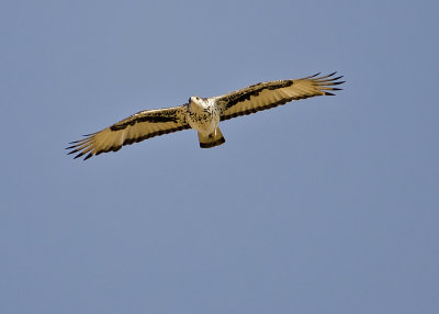 African Hawk-eagle-Vumbura