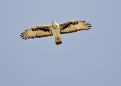 African Hawk-eagle-Vumbura