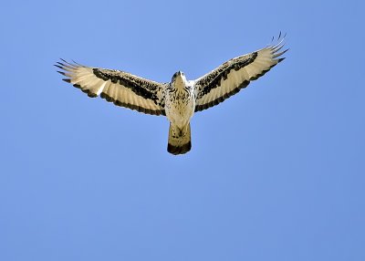 African Hawk-eagle-Vumbura