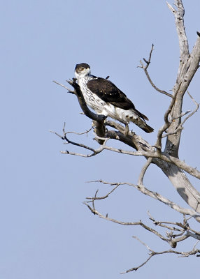 African Hawk Eagle-Vumbura