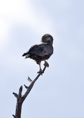 Brown Snake Eagle-Mombo