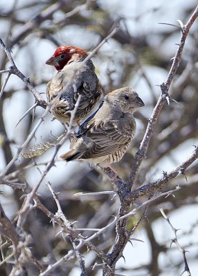 Red-headed Finch-Ongava