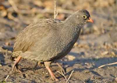 Red-billed Francoline-Chilwero