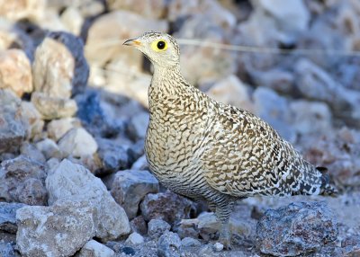 Red-billed Francolin-Ongava