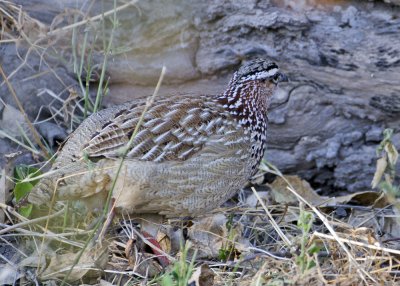 Crested Francolin-Kings Pool