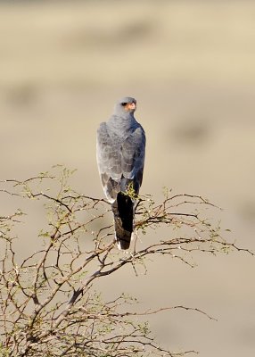 Southern Pale Chanting Goshawk-Kulala