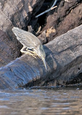 Squacco Heron-Chobe River