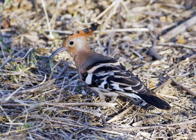 African Hoopoes-Mombo