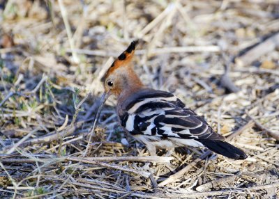 African Hoopoes-Mombo