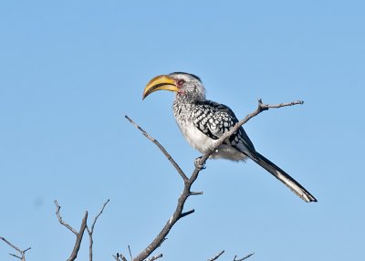 Southern Yellow-billed Hornbill-Ongava