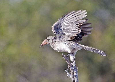 Red-billed Hornbill-Chilwero