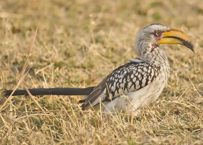 Southern Yellow-billed Hornbill-Kings Pool