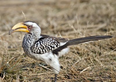 Southern Yellow-billed Hornbill-Kings Pool