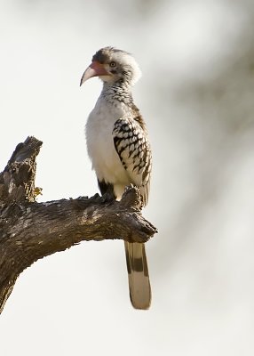 Bradfields Hornbill-Vumbura