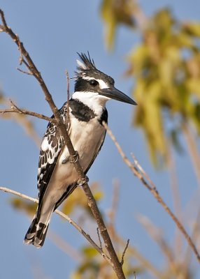 Pied Kingfisher-Chobe River
