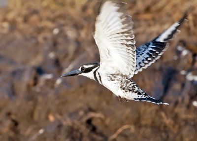 Pied Kingfisher-Chobe River