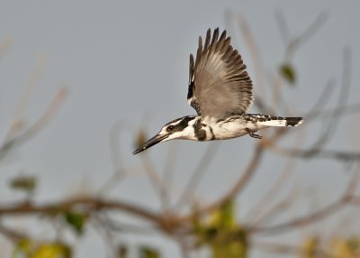 Pied Kingfisher-Chobe River